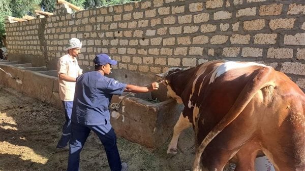 اليوم.. انطلاق حملة تحصين الماشية ضد مرض الجلد العقدي وجدري الأغنام في قنا – المحرر العربي