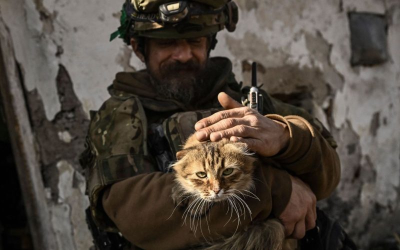 مواء نهاية العالم.. أصوات القطط تجذب القوات الروسية إلى الفخاخ- المحرر العربي